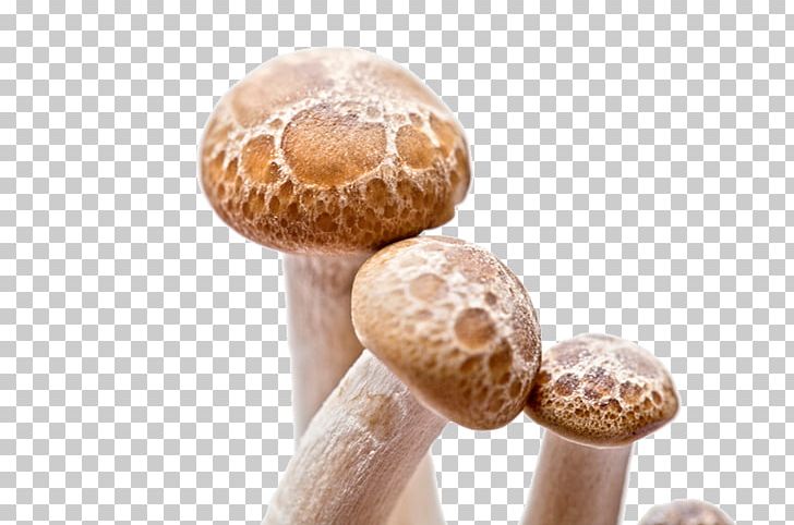 Shiitake Fungus Mushroom PNG, Clipart, Bamboo, Compute, Edible Mushroom, Euclidean Vector, Food Free PNG Download