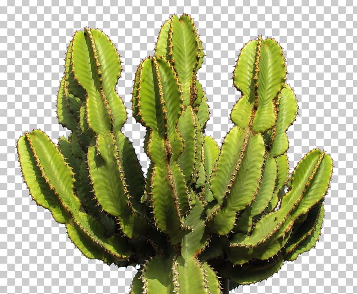 Cactus PNG, Clipart, Cactus Free PNG Download