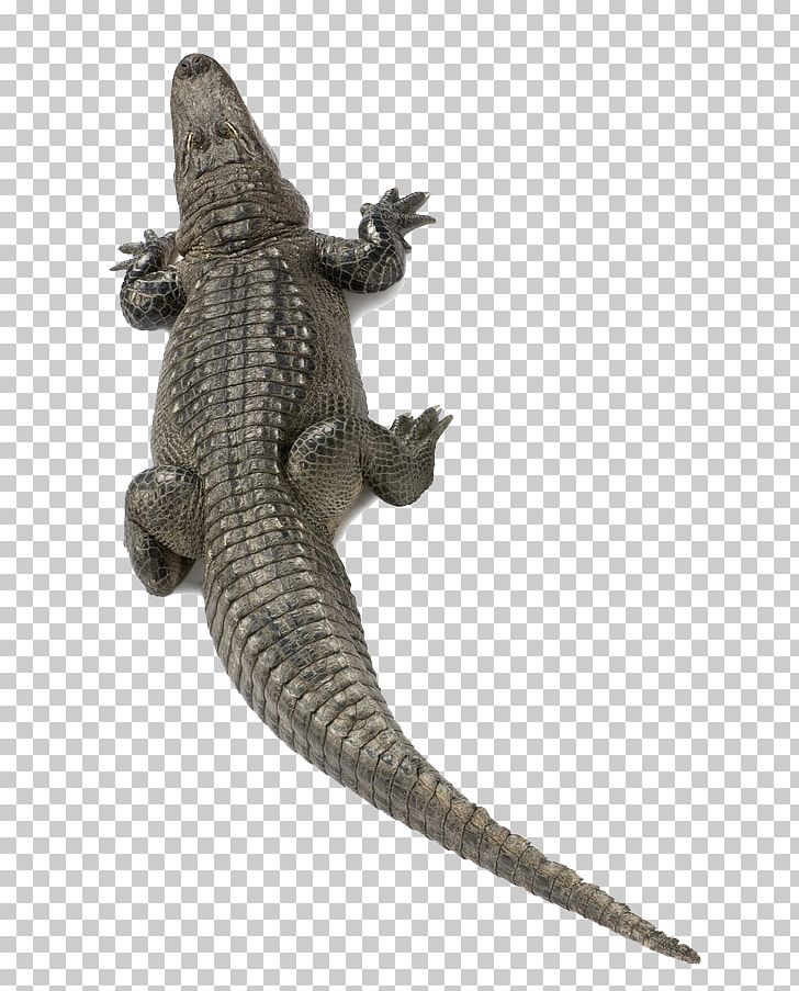 Nile Crocodile American Alligator Agamidae PNG, Clipart, Alligator, Alligator Vector, Animal, Animals, Blood Free PNG Download