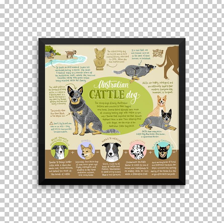 Australian Cattle Dog Stumpy Tail Cattle Dog Australian Shepherd Dalmatian Dog Ormskirk Terrier PNG, Clipart, Animal, Australian Cattle Dog, Australian Shepherd, Boskapshund, Bouvier Des Flandres Free PNG Download