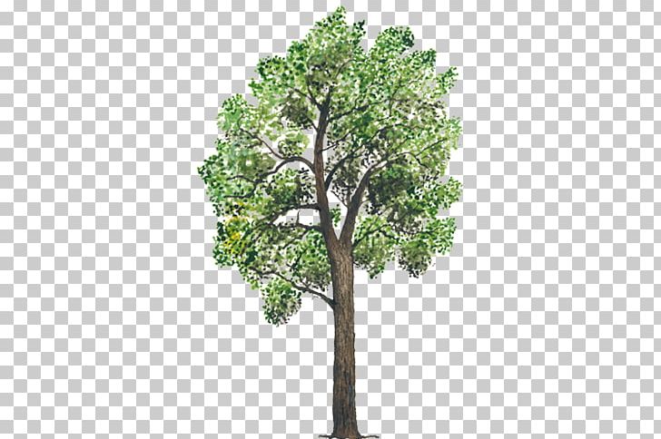 Tree Plant Stock Footage Animation Branch PNG, Clipart, Animation, Branch, Fiddleleaf Fig, Footage, Highdefinition Video Free PNG Download