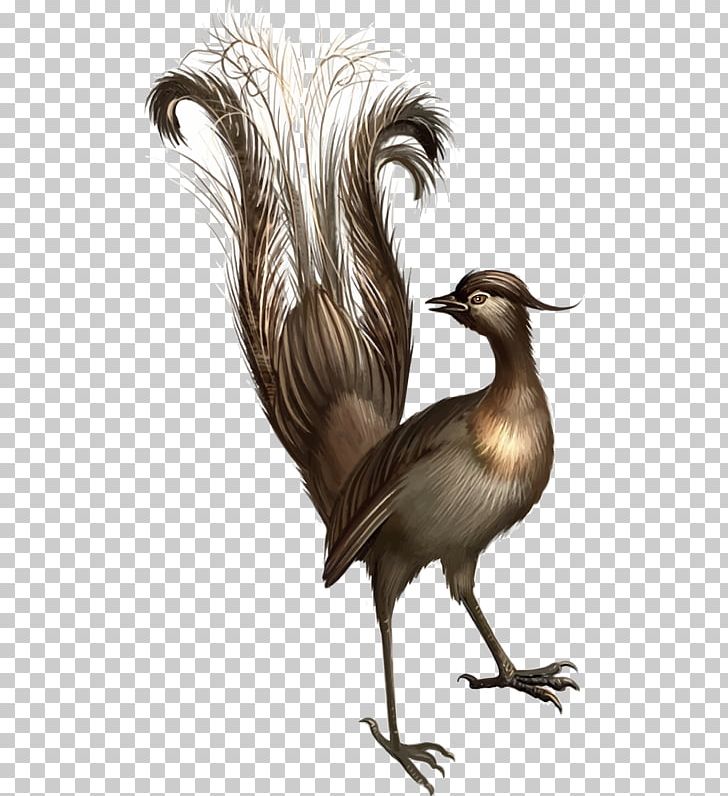 When The Lyrebird Calls Platypus Koala PNG, Clipart, Animals, Beak, Bird, Booktopia, Fauna Free PNG Download