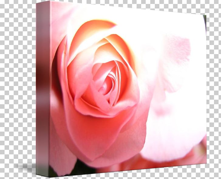 Centifolia Roses Garden Roses Rosaceae Gallery Wrap Plant PNG, Clipart, Canvas, Celebrities, Cen, Closeup, Computer Wallpaper Free PNG Download