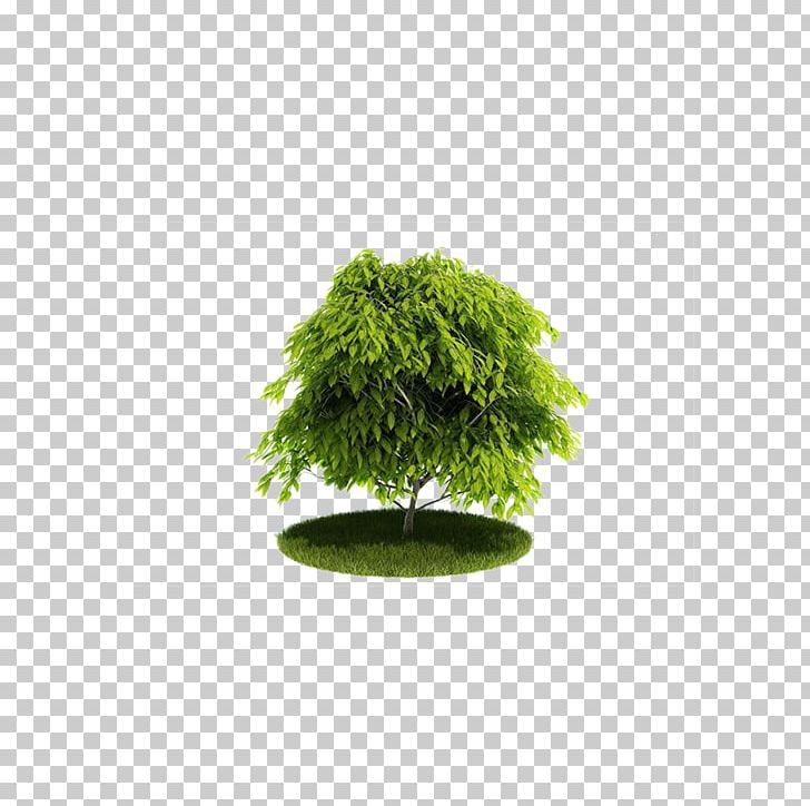 Cinema 4D Wavefront .obj File 3D Computer Graphics Texture Mapping Tree PNG, Clipart, 3d Computer Graphics, 3d Modeling, 3d Rendering, Background Green, Christmas Tree Free PNG Download