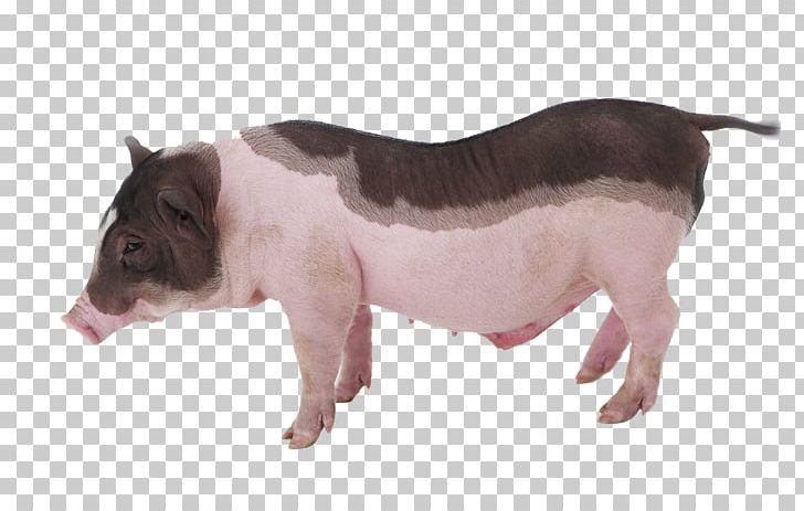 Miniature Pig Piglet Cuteness Grishuvud Pet PNG, Clipart, Animal, Animal Husbandry, Animals, Cattle Like Mammal, Cuteness Free PNG Download
