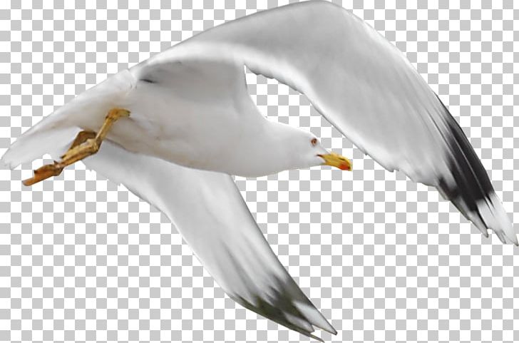 Portable Network Graphics Bird Mouette Laridae PNG, Clipart, Animals, Beak, Bird, Charadriiformes, Common Gull Free PNG Download
