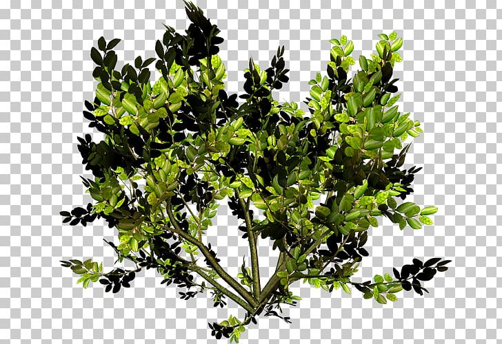 Twig Leaf Vegetable Shrub PNG, Clipart, Agac, Bitki, Bitki Resimleri, Branch, Cicek Free PNG Download