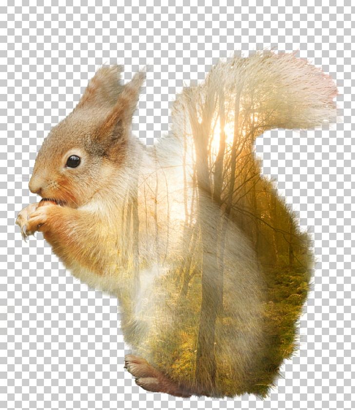 Domestic Rabbit Hare Squirrel Whiskers Fur PNG, Clipart, Animals, Domestic Rabbit, Fauna, Fur, Hare Free PNG Download