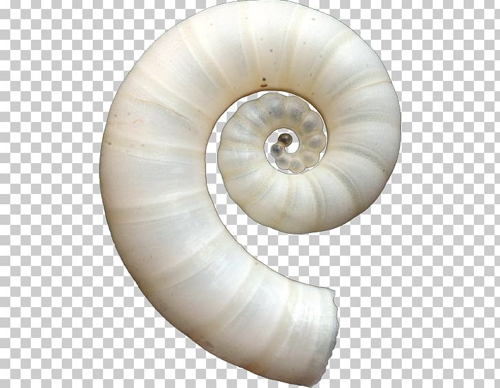 Spirula Seashell Squid Nautiluses Malacology PNG, Clipart, Animals, Book Review, Com, Contribution, Deadline Free PNG Download