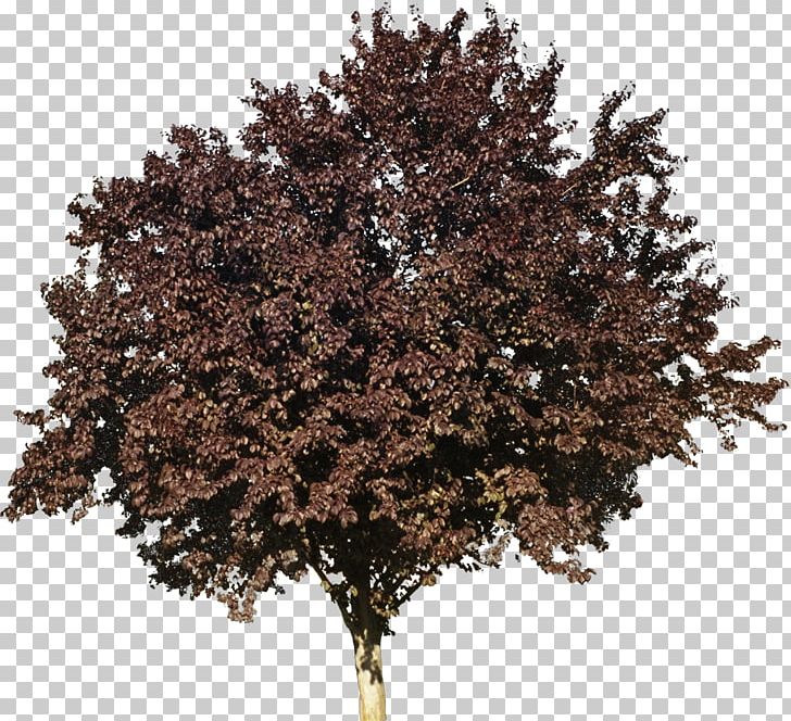Tree Woody Plant Deciduous Flowering Dogwood PNG, Clipart, Autumn, Bushes, Deciduous, Flowering Dogwood, Forest Free PNG Download