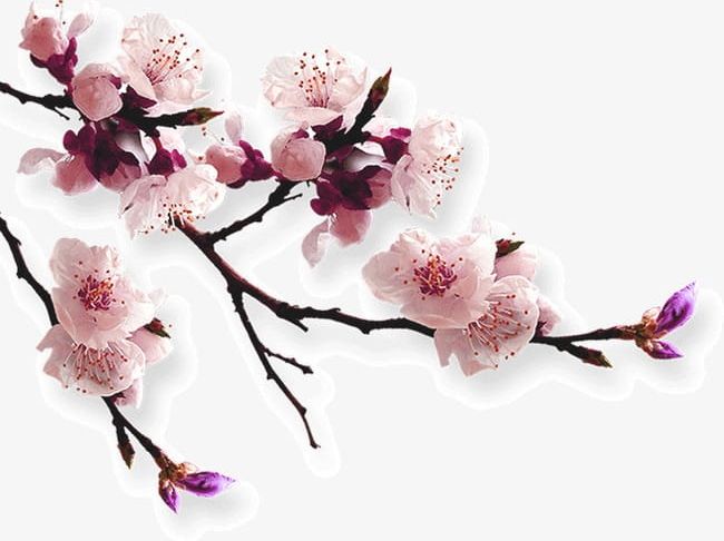Cherry Branches PNG, Clipart, Blossoms, Branches, Branches Clipart, Cherry, Cherry Blossoms Free PNG Download