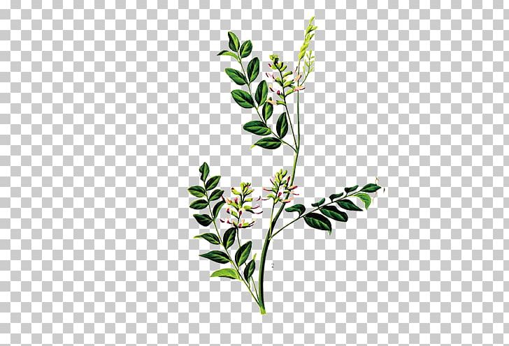 Glycyrrhiza Uralensis Liquorice Glycyrrhizin Herb Traditional Chinese Medicine PNG, Clipart, Aromatic Herbs, Branch, Chinese Herbology, Chinese Herbs, Drug Free PNG Download