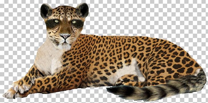 Leopard Jaguar Cheetah Lion PNG, Clipart, Animal, Animals, Big Cat, Big Cats, Carnivoran Free PNG Download