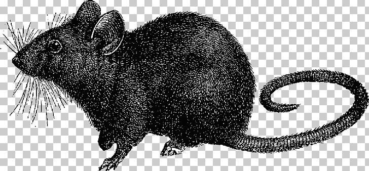 Black Rat Mouse Black Death Laboratory Rat PNG, Clipart, Black And White, Black Death, Black Death Cliparts, Black Rat, Clip Art Free PNG Download