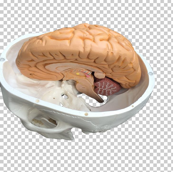 Brain Skull EAnatomi Boat PNG, Clipart, Boat, Brain, Frozen Dessert, Jaw, Medical Free PNG Download