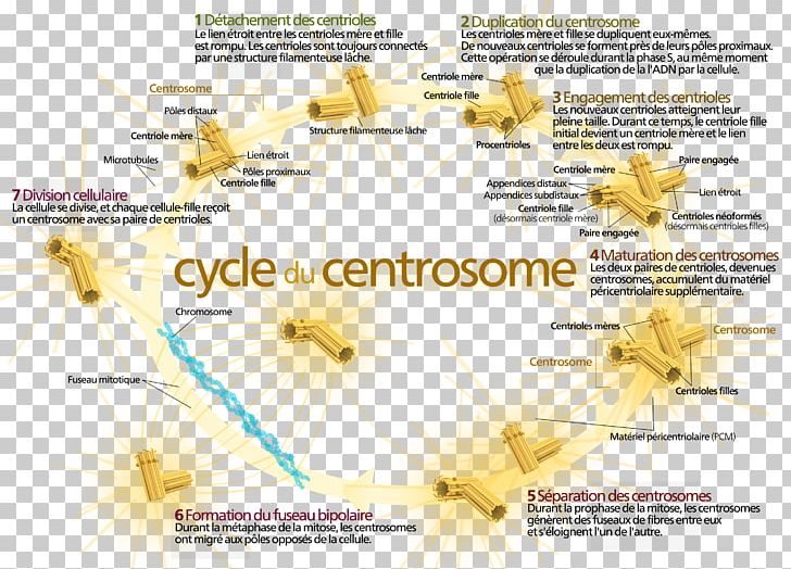 Centrosome Cycle Centriole Cell Mitosis PNG, Clipart, Biology, Cell, Centriole, Centromere, Centrosome Free PNG Download