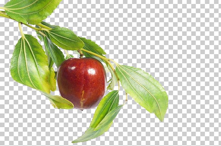 Jujube Fruit Food Leaf PNG, Clipart, Apple, Date, Date Fruit, Dates, Dates Fruit Free PNG Download