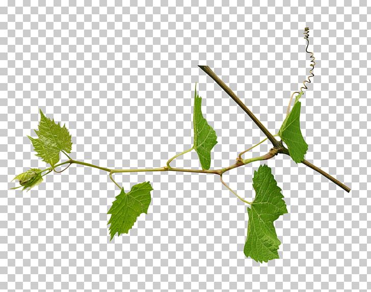 Leaf Grapevines Portable Network Graphics Design PNG, Clipart, Branch, Cartoon, Designer, Grape, Grape Leaves Free PNG Download