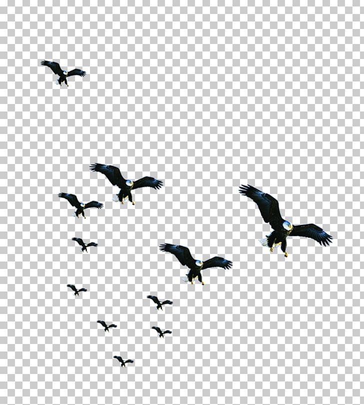 Bird Resource Business PNG, Clipart, Animal Migration, Animals, Asuka, Beak, Beauty Free PNG Download