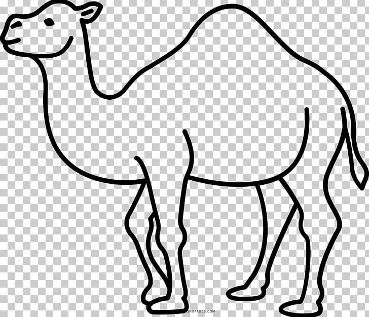 Dromedary Drawing Pack Animal Camelids PNG, Clipart, Arabian Camel, Black And White, Camel, Camelids, Camel Like Mammal Free PNG Download