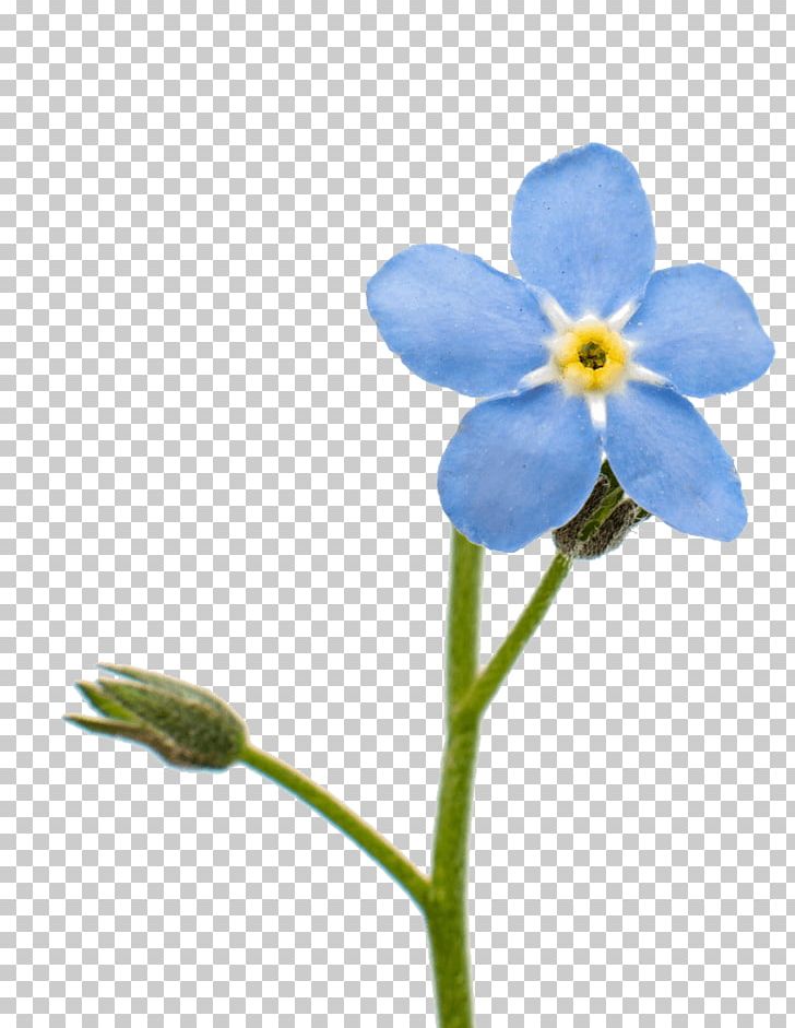 Flower Scorpion Grasses Blue Stock Photography Tulip PNG, Clipart, Blue, Blume, Borage Family, Dayflower, Dayflower Family Free PNG Download