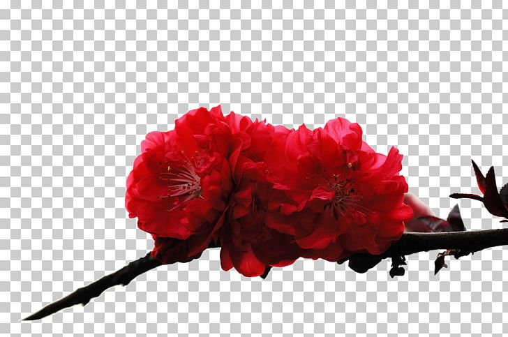 Japan National Cherry Blossom Festival Cerasus PNG, Clipart, Artificial Flower, Carnation, Cherry, Cherry Red, Encapsulated Postscript Free PNG Download