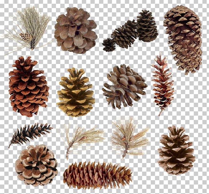 Pine Conifer Cone Spruce Cedar Juniper PNG, Clipart, Con, Cone, Conifer, Conifers, Element Free PNG Download
