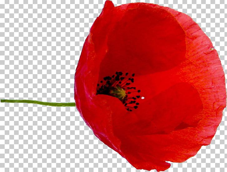 Poppy Red Flower Petal Green PNG, Clipart, Album, Coquelicot, Film, Flower, Flowering Plant Free PNG Download