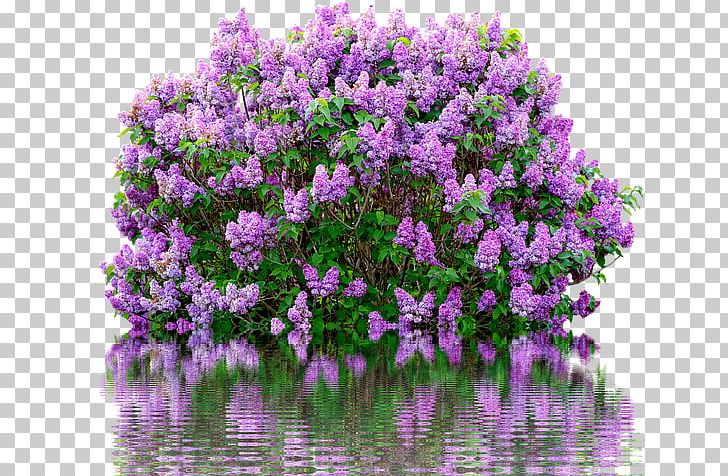 Common Lilac Shrub Pruning Cutting PNG, Clipart, Common Lilac, Cutting, Flora, Flower, Flowering Plant Free PNG Download