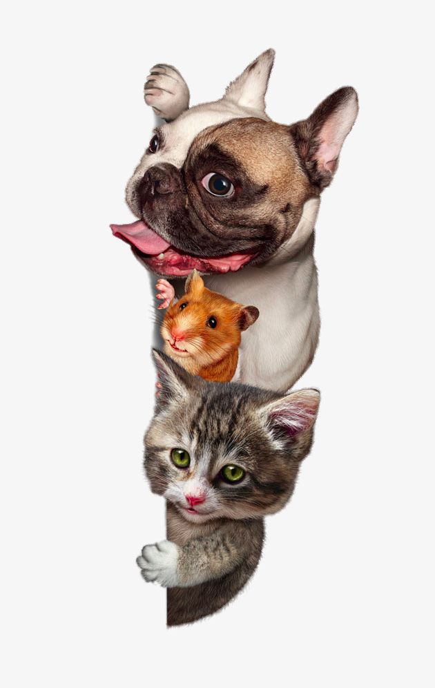 Hd Cute Pugs And Cats PNG, Clipart, Animals, Cats Clipart, Clips, Cute Clipart, Decorative Free PNG Download