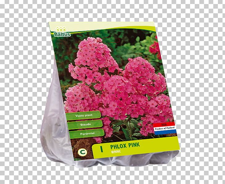 Cut Flowers Parrot Tulips Phlox Flowerpot PNG, Clipart, Animals, Annual Plant, Cut Flowers, Flower, Flowering Plant Free PNG Download
