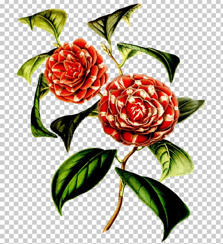 Garden Roses Floral Design Japanese Camellia Flower Botany PNG, Clipart, Botany, Floral Design, Flower, Garden Roses, Japanese Camellia Free PNG Download