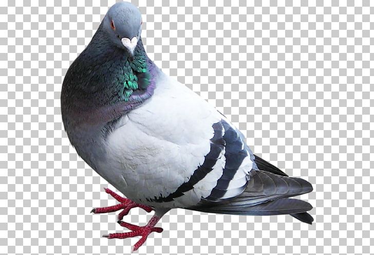 Rock Dove Columbidae Portable Network Graphics PNG, Clipart, Beak, Bird, Columbidae, Desktop Wallpaper, Dove Free PNG Download