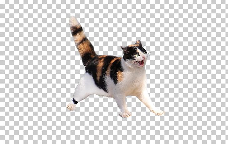 Whiskers Japanese Bobtail Kitten Domestic Short-haired Cat PNG, Clipart, Animal, Animals, Anyway, Breed, Carnivoran Free PNG Download