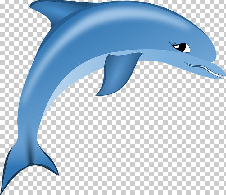 Common Bottlenose Dolphin Short-beaked Common Dolphin Tucuxi Wholphin Rough-toothed Dolphin PNG, Clipart, Animals, Bottlenose Dolphin, Mammal, Marine Biology, Marine Mammal Free PNG Download