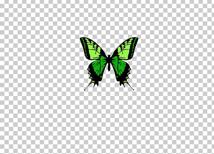 Nymphalidae Butterfly Moth PNG, Clipart, Adobe Illustrator, Arthropod, Background Green, Brush Footed Butterfly, Butterfly Free PNG Download