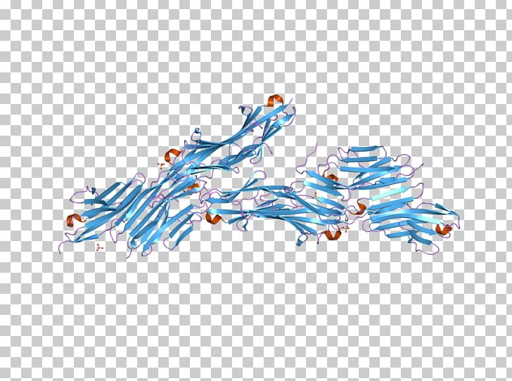 Telethonin Titin C-terminus Protein N-terminus PNG, Clipart, 2 F, Area, Biology, Blue, Cterminus Free PNG Download