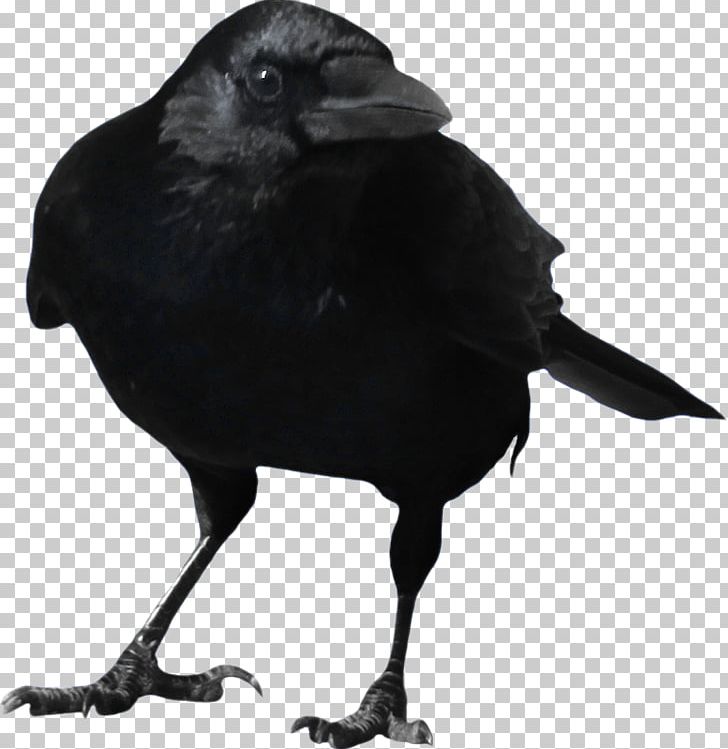 American Crow Rook PNG, Clipart, American Crow, Animals, Beak, Bird, Black And White Free PNG Download