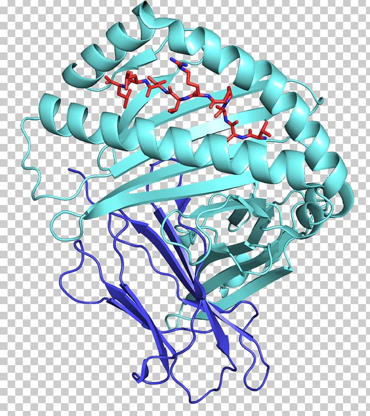 Human Leukocyte Antigen HLA-E MHC Class I Major Histocompatibility ...