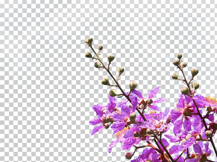 Purple Petal Violet Flower PNG, Clipart, Blossom, Branch, Bud, Cherry Blossom, Color Free PNG Download