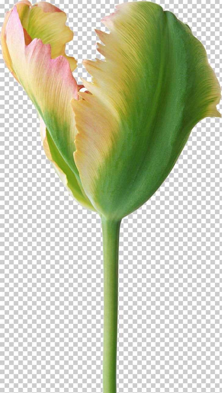 Flower Tulip Photography PNG, Clipart, Bud, Common Daisy, Cut Flowers, Flower, Flowering Plant Free PNG Download