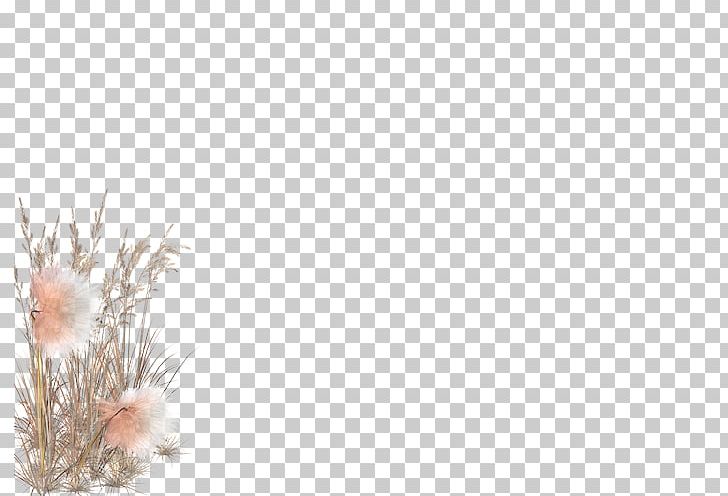 Grasses Close-up Family PNG, Clipart, Branch, Closeup, Close Up, Family, Grass Free PNG Download