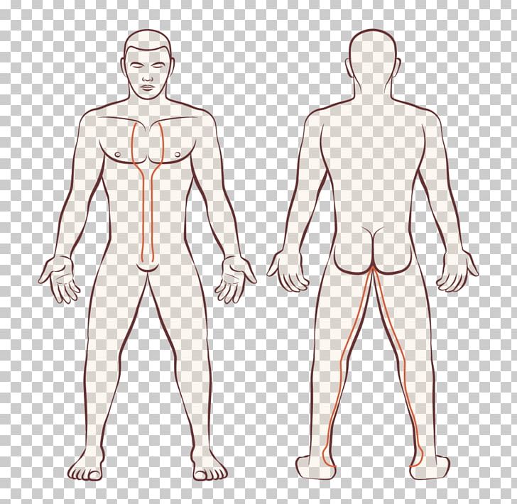 Human Body Female Body Shape Anatomy PNG, Clipart, Abdomen, Anatomy, Arm, Back, Chest Free PNG Download