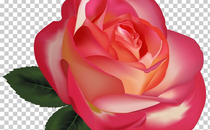 Rose Flower Desktop PNG, Clipart, China Rose, Closeup, Computer Icons, Computer Wallpaper, Cut Flowers Free PNG Download