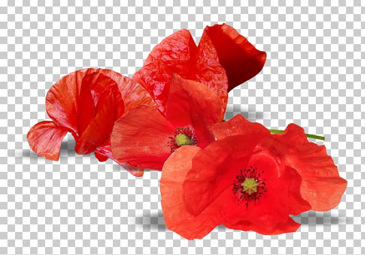 Armistice Day Anzac Day Remembrance Poppy National War Memorial PNG, Clipart, 11 November, Anzac Day, Armistice Day, Australia, Common Poppy Free PNG Download