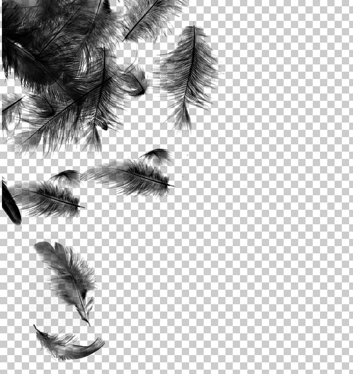 Desktop Feather Photography PNG, Clipart, Animals, Animation, Black And White, Closeup, Desktop Wallpaper Free PNG Download