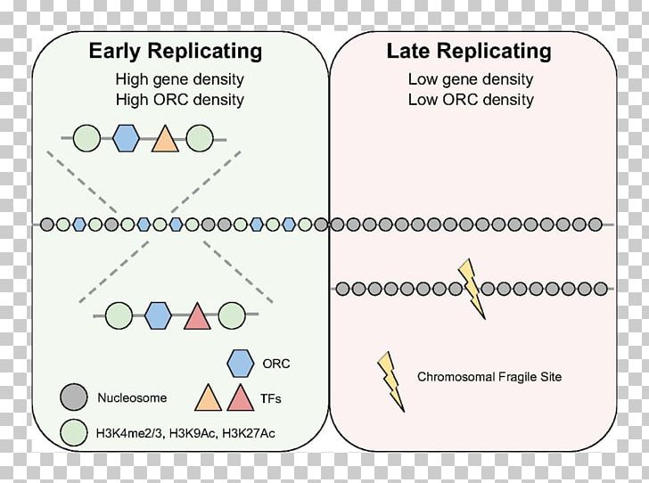 DNA Replication Replication Timing Origin Of Replication Origin Recognition Complex Cell PNG, Clipart, Angle, Area, Cell, Chromatin, Chromosome Free PNG Download