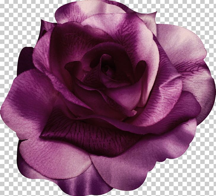 Garden Roses Centifolia Roses Beach Rose Violet Purple PNG, Clipart, Art, Blue, Centifolia Roses, Cut Flowers, Fascinator Free PNG Download
