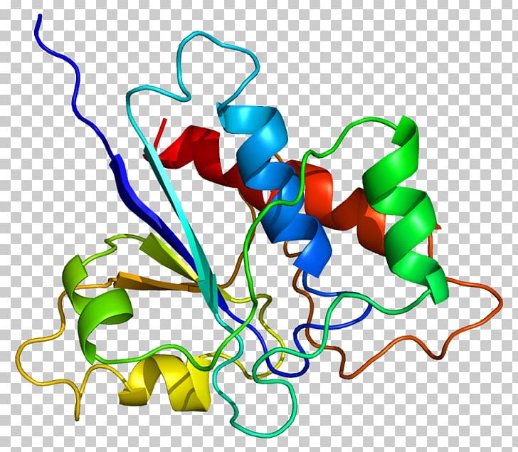 Protein Phosphatase ACP1 Enzyme PNG, Clipart, Acid Phosphatase, Acid Phosphatase 1 Soluble, Acp, Acp1, Area Free PNG Download