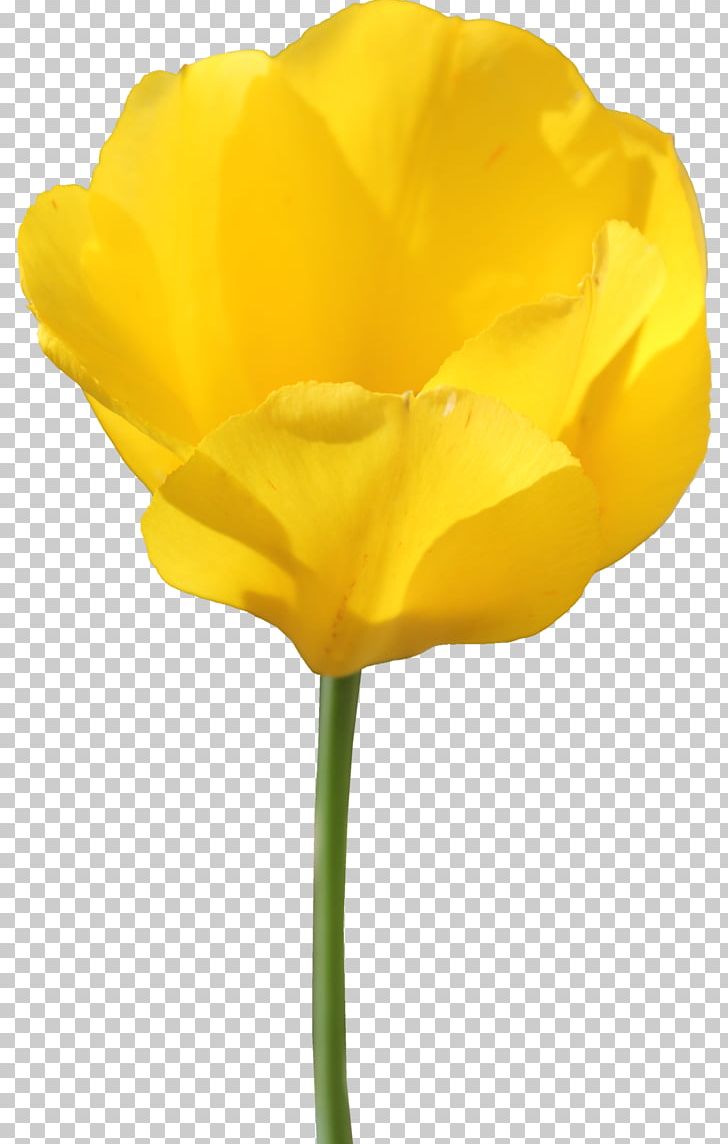 Tulip Flower PNG, Clipart, Adobe Illustrator, Cut Flowers, Download, Flower, Flower Bouquet Free PNG Download